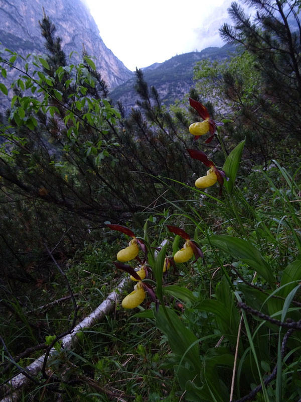 Cypripedium calceolus f. flavum